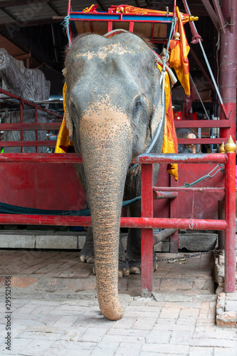 Elephants are in the floating market in Ayutthaya.