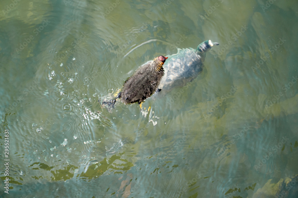 Fototapeta premium Baby coot with diving mother
