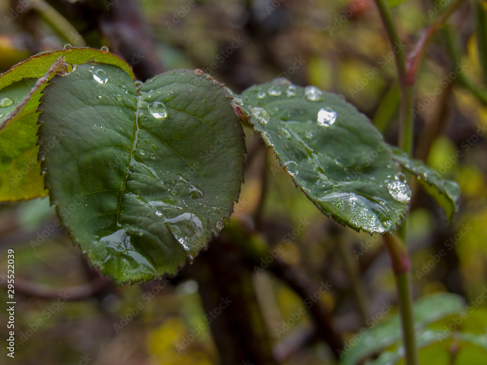 green leaf with drops of water green leaf with drops of water