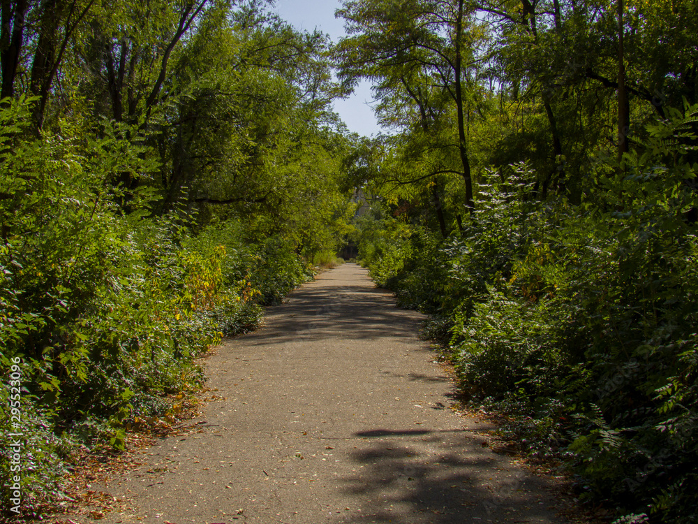 Fototapeta premium road in forest