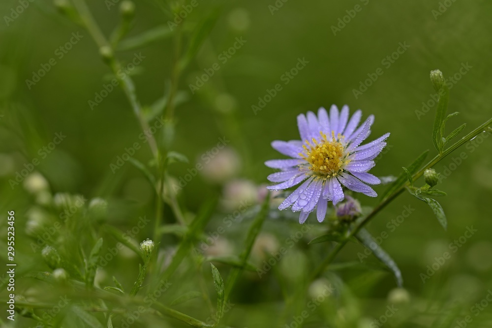 purple flowers of the aster in the garden purple flowers of the aster in the garden