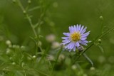 purple flowers of the aster in the garden 