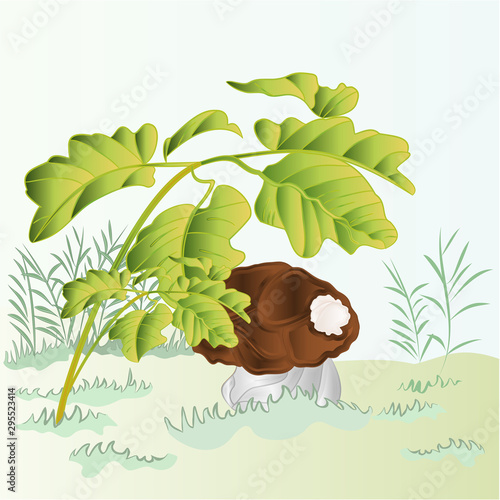 Mushroom grow on a background of grass. Autumnal boletus edulis on the ground vintage vector illustration editable hand draw