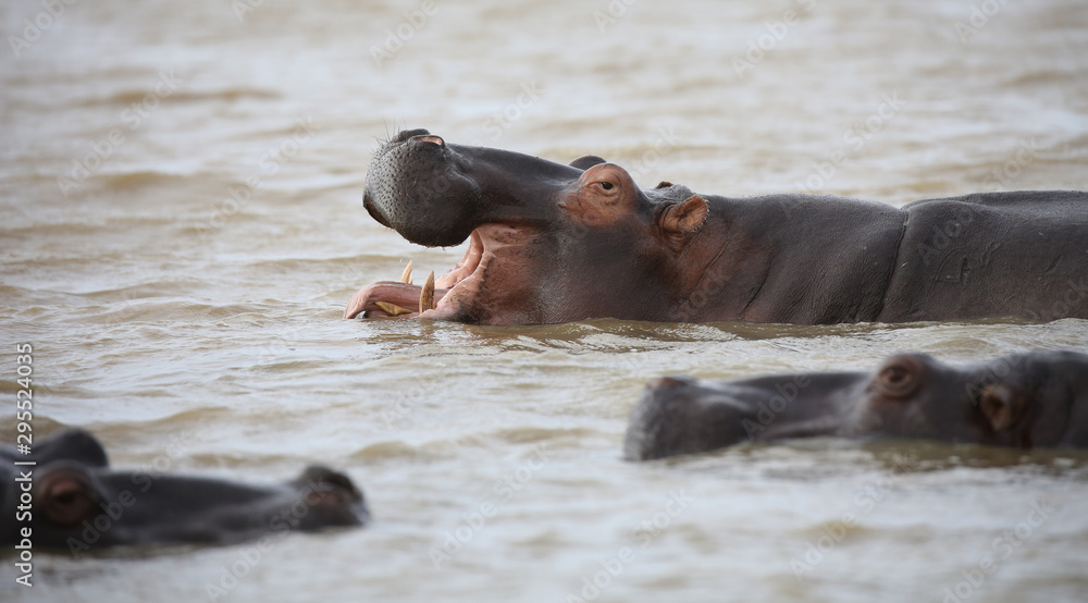 wild hippo near St.Lucia, South Africa. one of the biggest hippo colonies in the world. wild hippo near St.Lucia, South Africa. one of the biggest hippo colonies in the world.