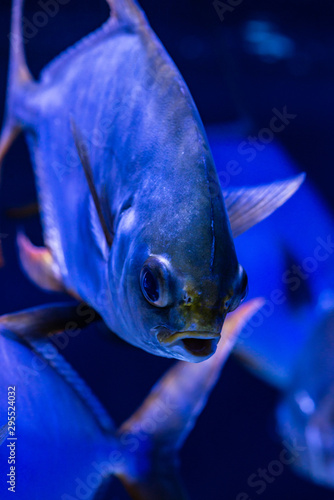 Nice sea Pompanos Trachinotus jacks marine fish blue color water aquarium ocean life
