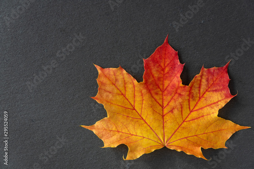 Single orange and yellow maple leaf on a gray slate tile, as a fall nature background