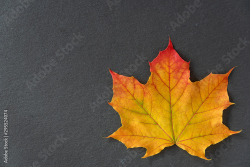 Single orange and yellow maple leaf on a gray slate tile, as a fall nature background