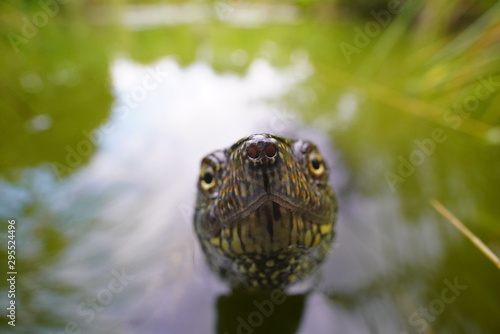 Nase der Europäischen Sumpfschildkröte guckt aus dem Wasser, Emys orbicularis, als Weitwinkelfoto mit Lebensraum