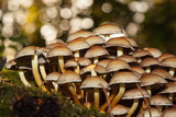 colony of mushrooms, fruiting bodies on a stump in the forest