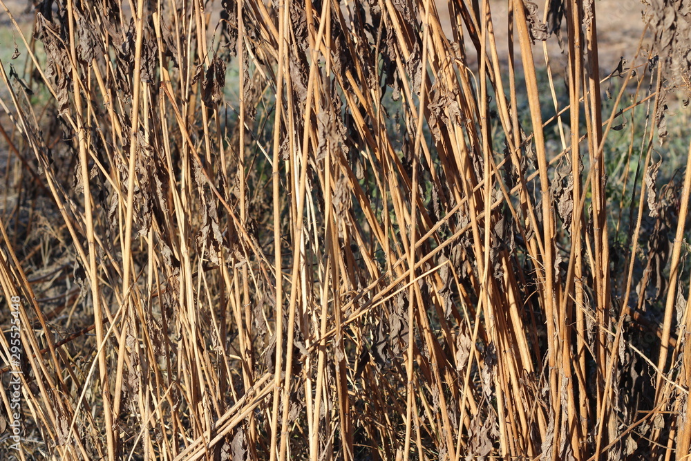 Fototapeta premium dry grass, dried earth, yellow grass