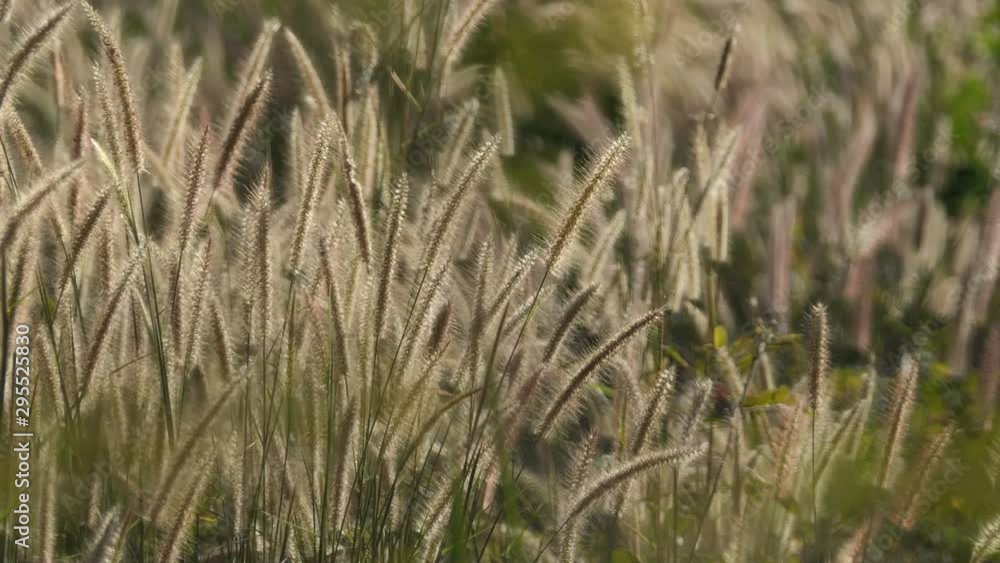 The Liliopsida. or Poaceae or Weed Flowers fields The Liliopsida. or Poaceae or Weed Flowers fields