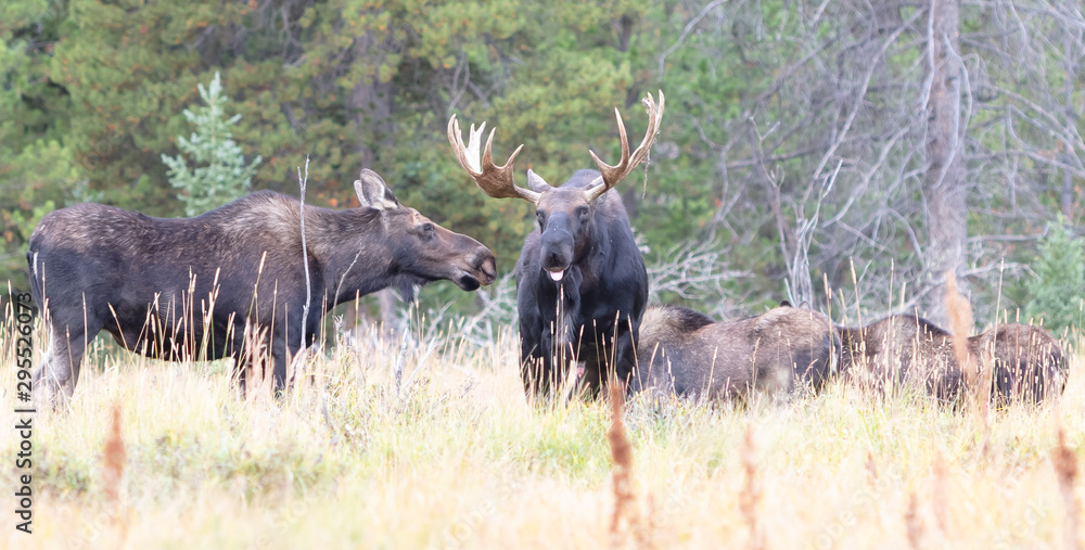 Moose Herd