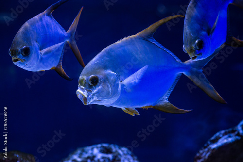Nice sea Pompanos Trachinotus jacks marine fish blue color water aquarium ocean life photo