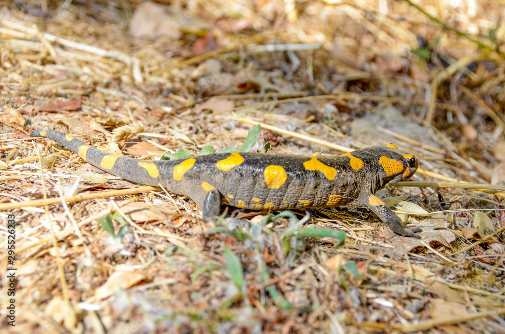Poisonous salamandra ,Linnaeus,werneri ,Sochurek,Gayda