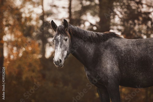 Fototapeta Naklejka Na Ścianę i Meble -  portrait of elegant beautiful young gray trakehner mare horse in autumn landscape