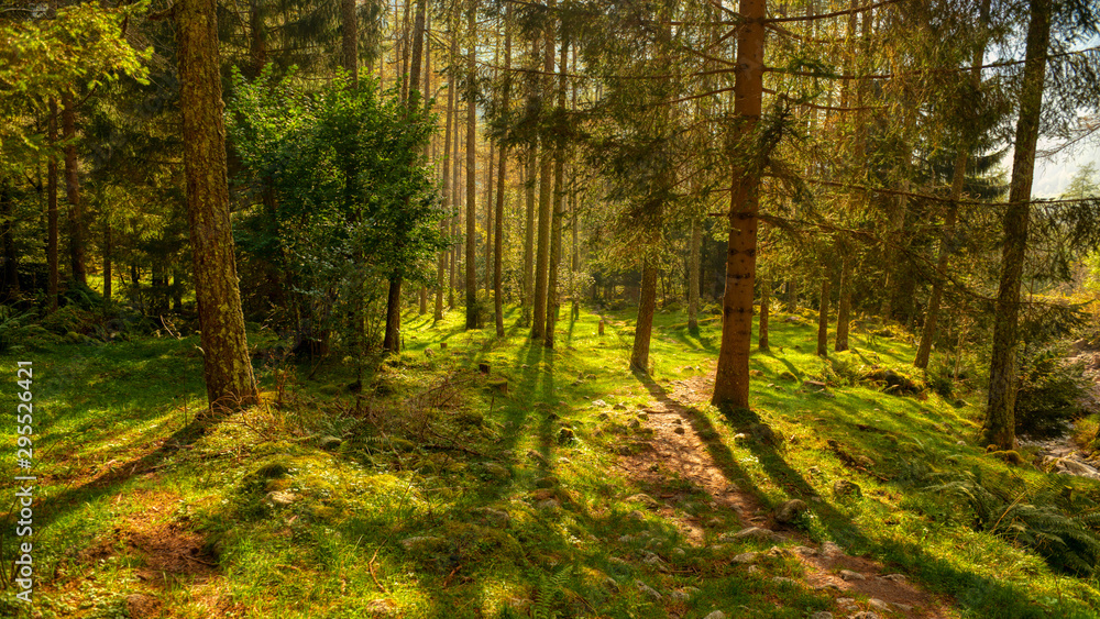 autumn in the forest with shadows of trees in backlight