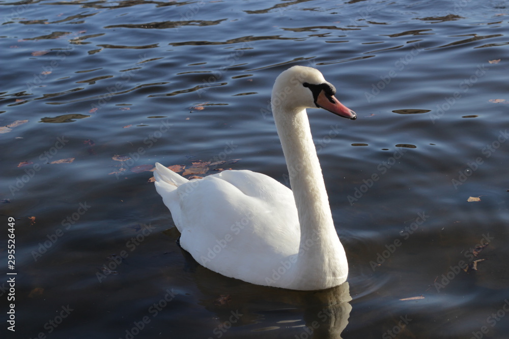 Fototapeta premium cute swans are floating on the river