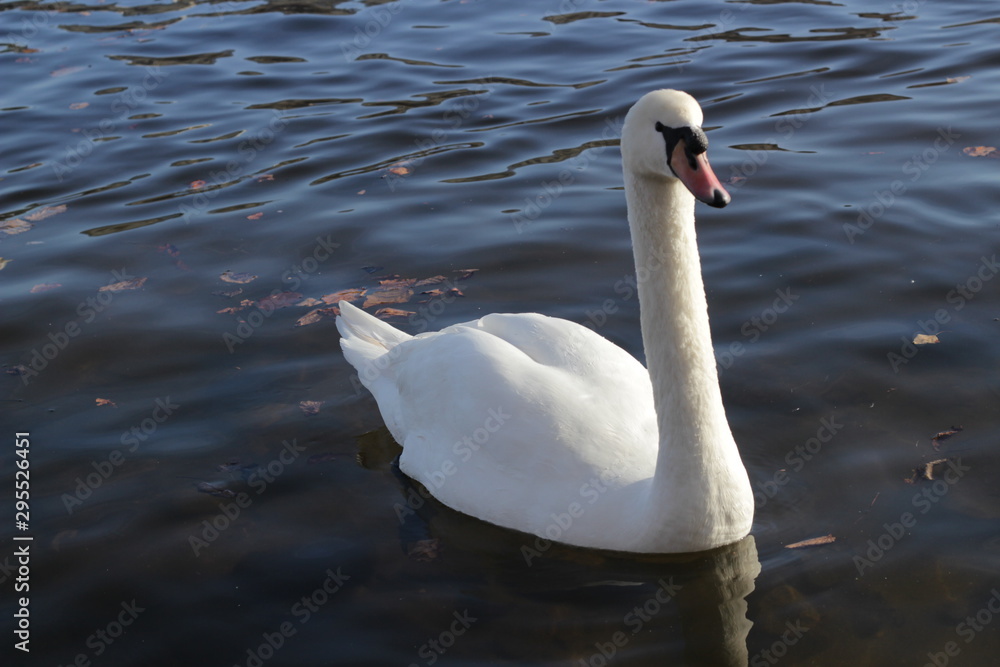 Fototapeta premium cute swans are floating on the river