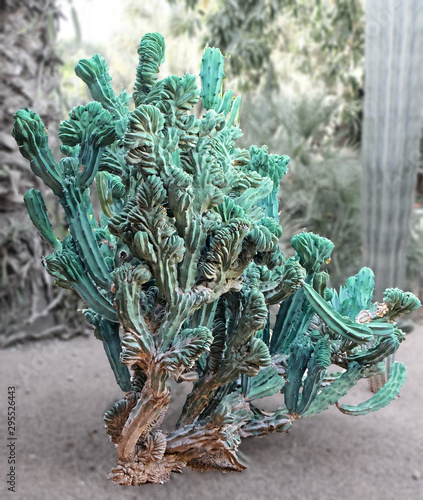 Ugly, unsightly cactus unusual appearance. A cactus is a member of the plant family Cactaceae photo