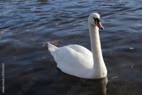 cute swans are floating on the river