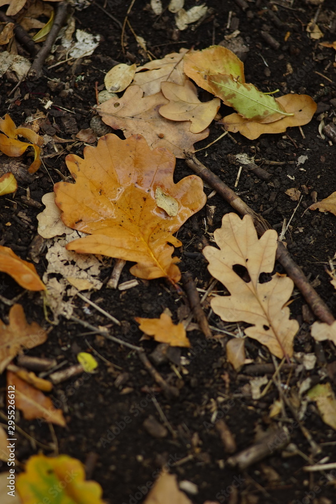 Wet autumnal leaves on the soil. Autumn forest background.