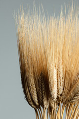 Keuken achterwand Beige Gouden roggebos in herfstkleuren  © Isaiah Fainberg
