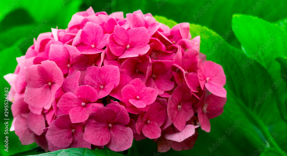 hydrangea flower on a background of leaves in the garden. hydrangea flower on a background of leaves in the garden.