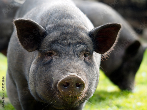 Portrait of a large black pig or boar