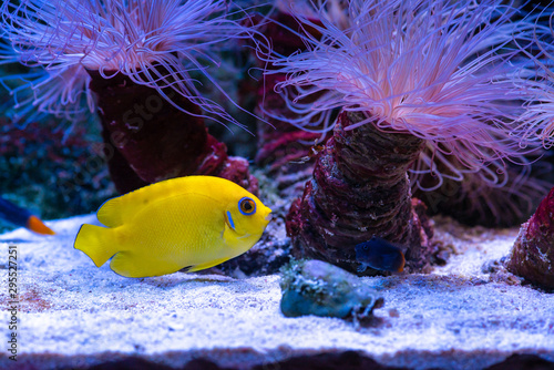 The lemonpeel angelfish sea marine aquarium fish in salt water tank with anemones nature ocean life