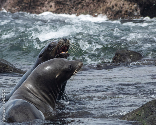 Seals Playing