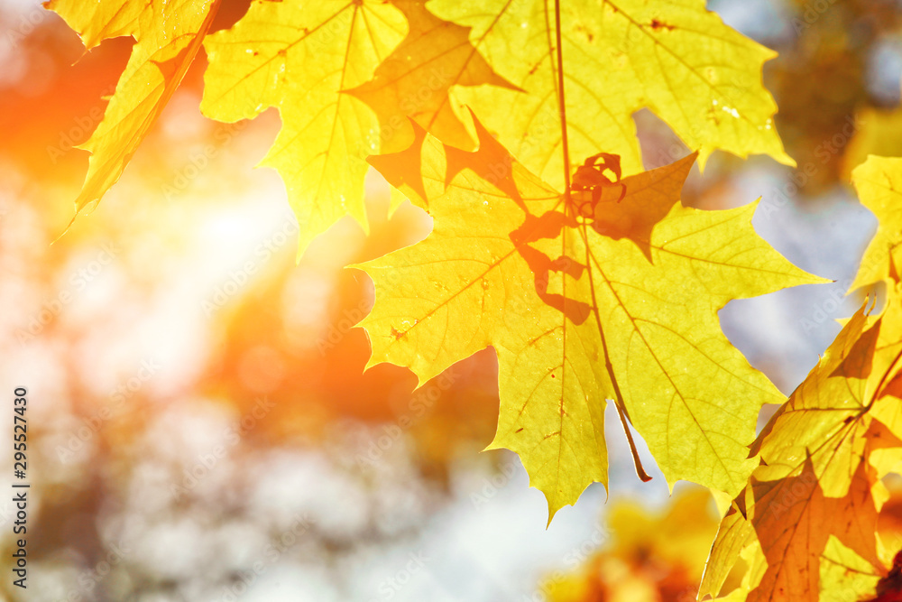 Obraz premium Goldener Herbst