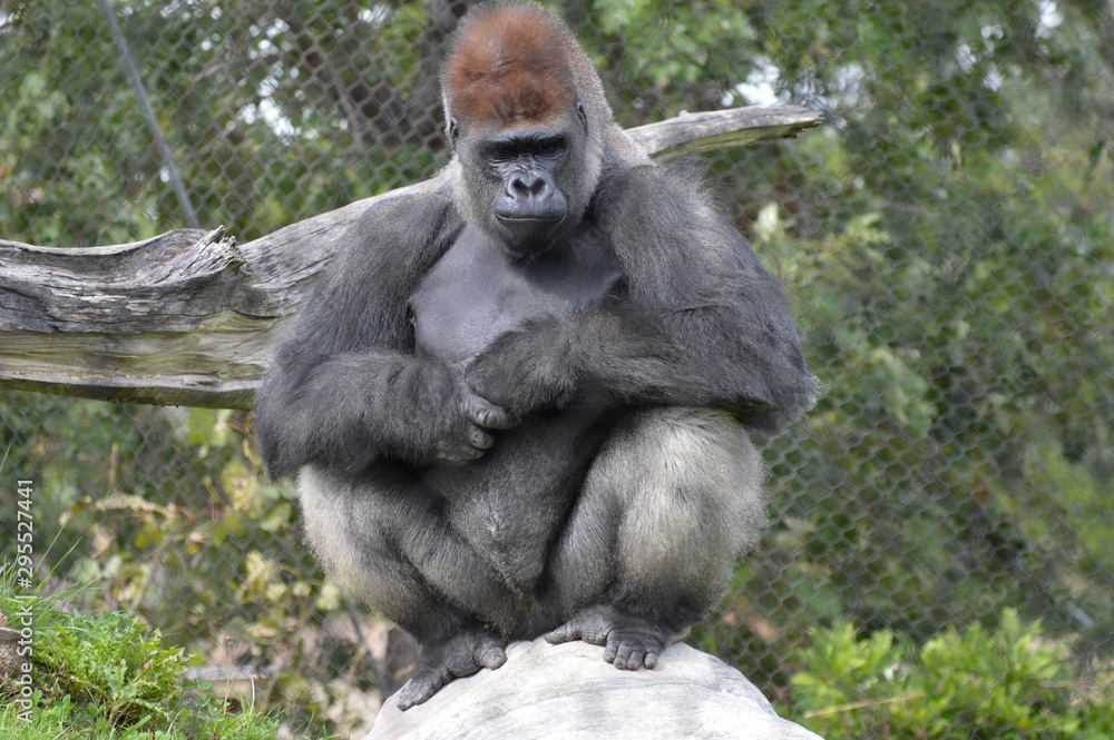 Western lowland gorilla in the outdoors Western lowland gorilla in the outdoors