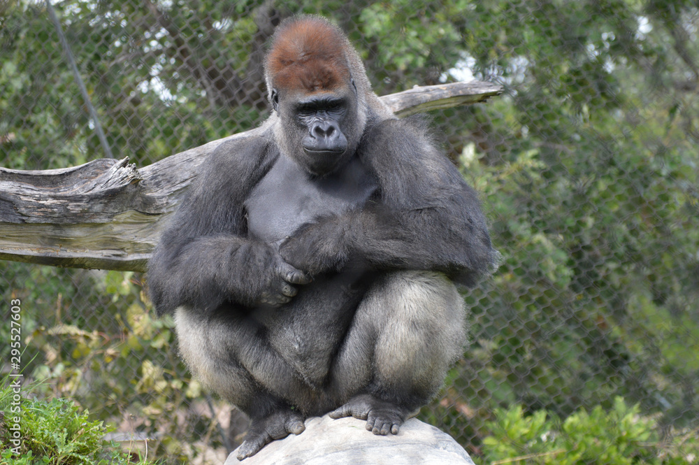 Naklejka premium Western lowland gorilla in the outdoors