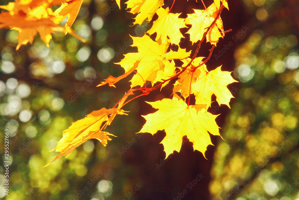Goldener Herbst Goldener Herbst