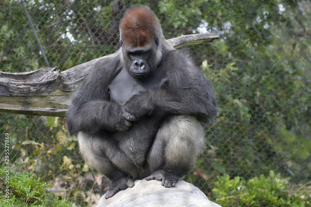 Naklejka premium Western lowland gorilla in the outdoors