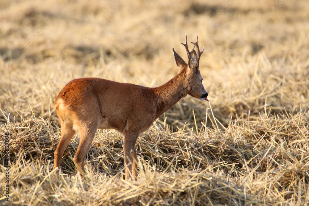 Fototapeta premium Hirsch 