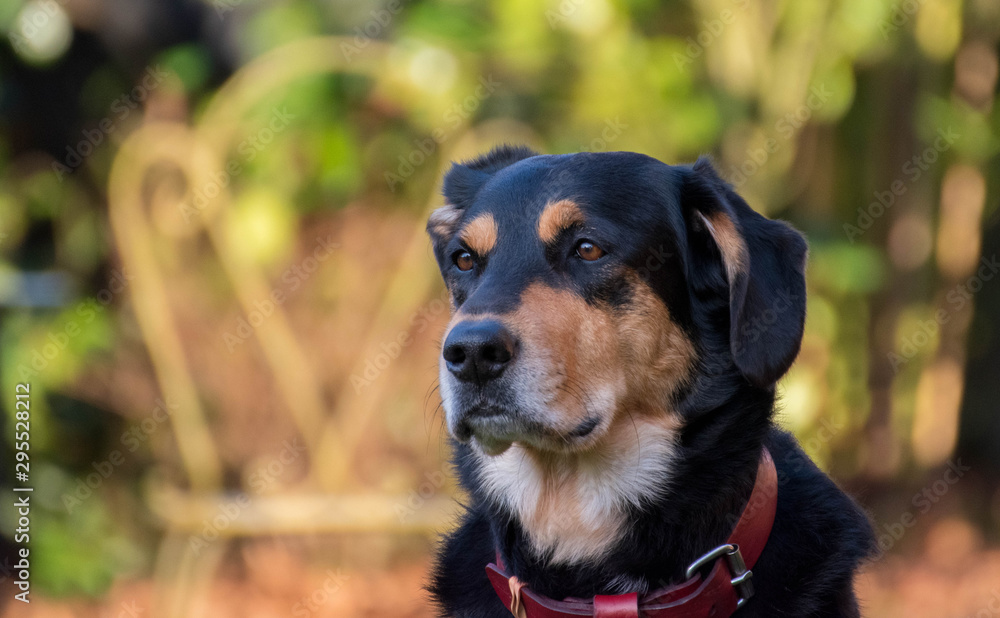 Portrait d'un chien avec le regard divaguent Portrait d'un chien avec le regard divaguent