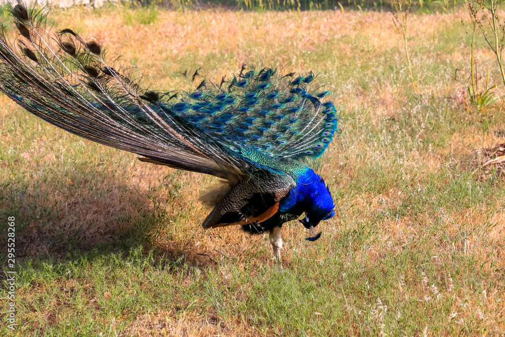 Obraz premium India peacock on Rhodes island