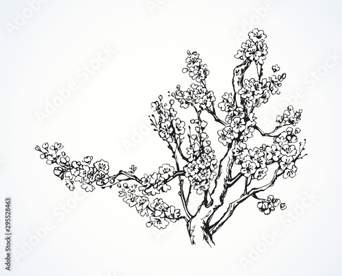 Spring flowering tree. Vector drawing