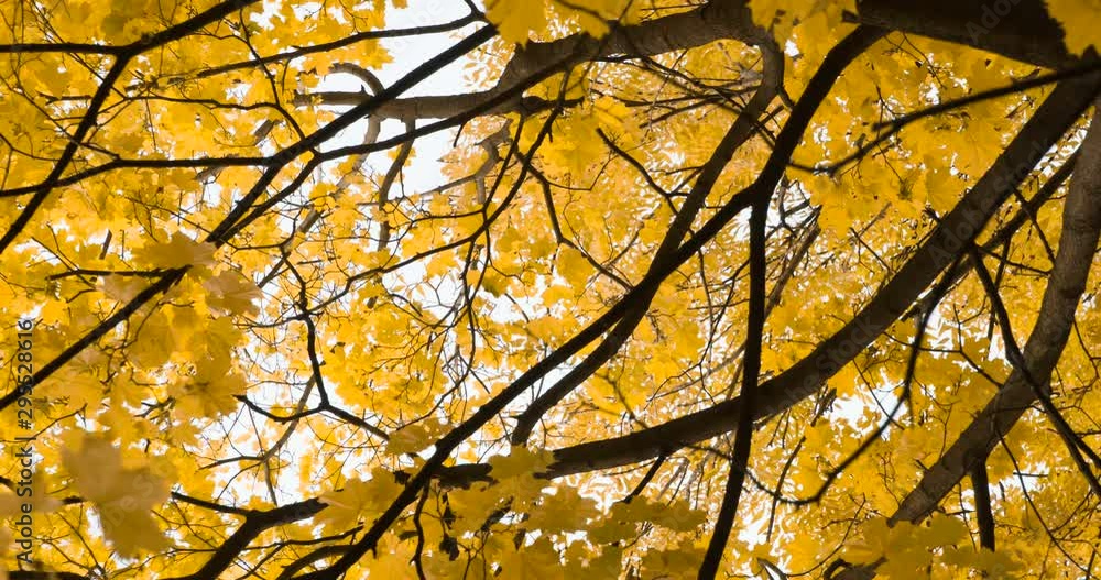 Autumn Yellow Leaf Fall. The camera slowly rotates and lowers from the crown of an old autumn maple Autumn Yellow Leaf Fall. The camera slowly rotates and lowers from the crown of an old autumn maple