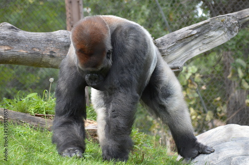 Fotografie, Obraz Western lowland gorilla in the outdoors