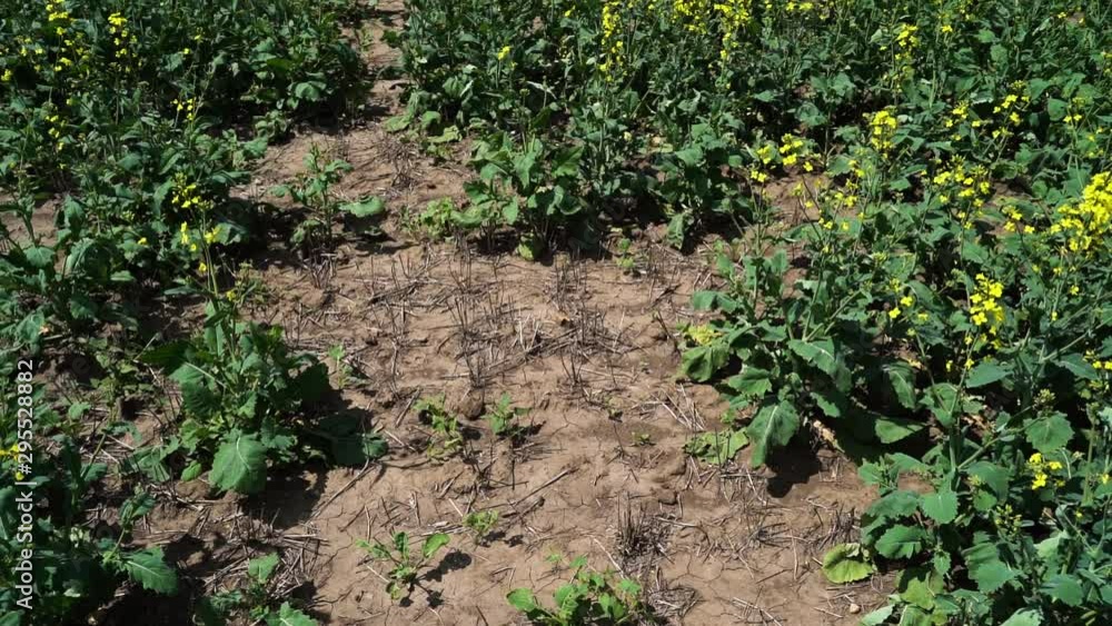 Camera Tilt up showing bare earth conditions from a drought on a Canola field. Camera Tilt up showing bare earth conditions from a drought on a Canola field.