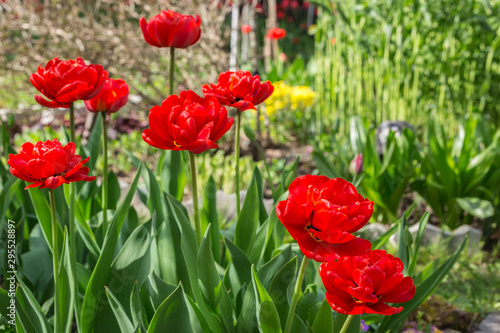 Springtime blossoming red tulips in the garden