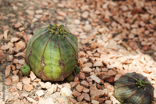 Euphorbia obesa (baseball plant)