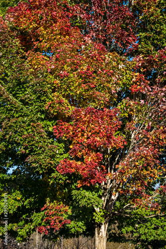 Maple tree  leaves turning fall colors as a nature background  red  yellow  orange  and green maple leaves