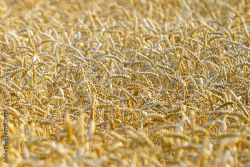 Weizen Feld