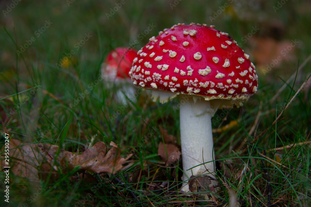 Two Amanita muscaria, fly agaric or fly amanita in green grass Two Amanita muscaria, fly agaric or fly amanita in green grass