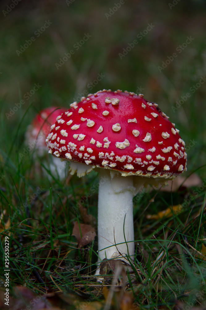Two Amanita muscaria, fly agaric or fly amanita in green grass Two Amanita muscaria, fly agaric or fly amanita in green grass