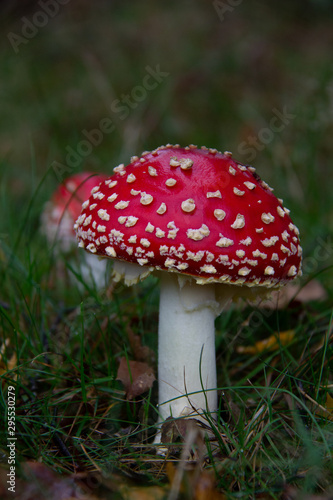 Two Amanita muscaria, fly agaric or fly amanita in green grass