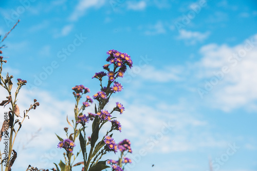 Purple Flower against the sky